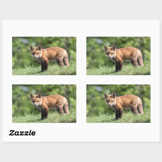 Red Fox Kit Rechteckiger Aufkleber (Blatt)