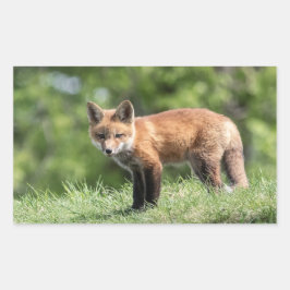 Red Fox Kit Rechteckiger Aufkleber