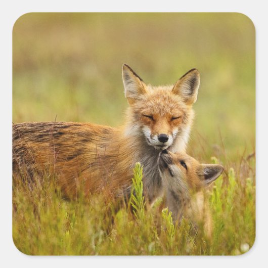 Red Fox Kit Suche nach Momma Vixen Stickers (Vorderseite)