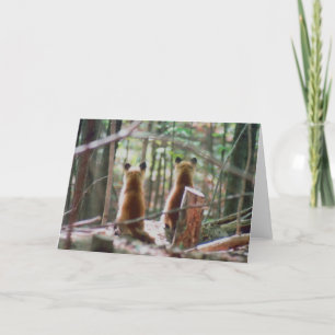 Red Fox Kits beobachten Karte