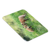 Red Fox Kits Magnet (Rechte Seite)