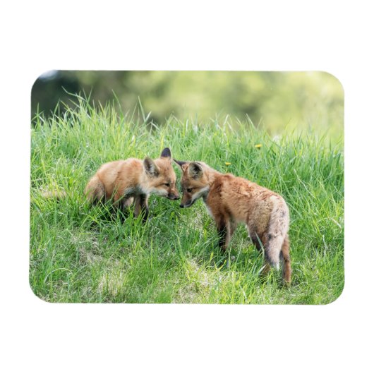 Red Fox Kits Magnet (Horizontal)
