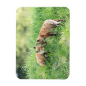 Red Fox Kits Magnet (Vertikal)