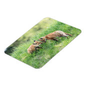 Red Fox Kits Magnet (Linke Seite)