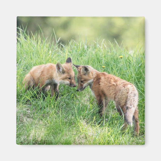 Red Fox Kits Magnet (Vorne)
