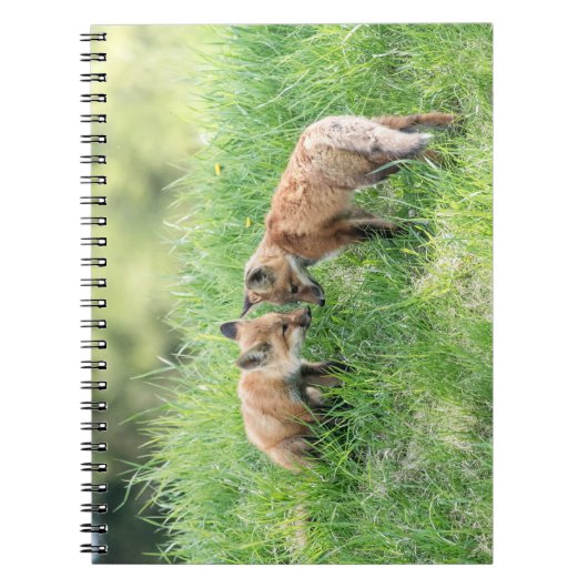 Red Fox Kits Notizblock (Vorderseite)