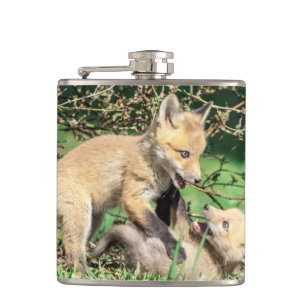 Red Fox Kits Playing Flachmann