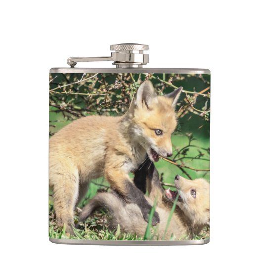 Red Fox Kits Playing Flachmann (Vorderseite)