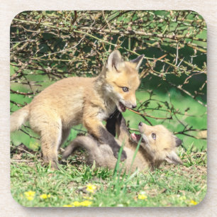Red Fox Kits Playing Getränkeuntersetzer