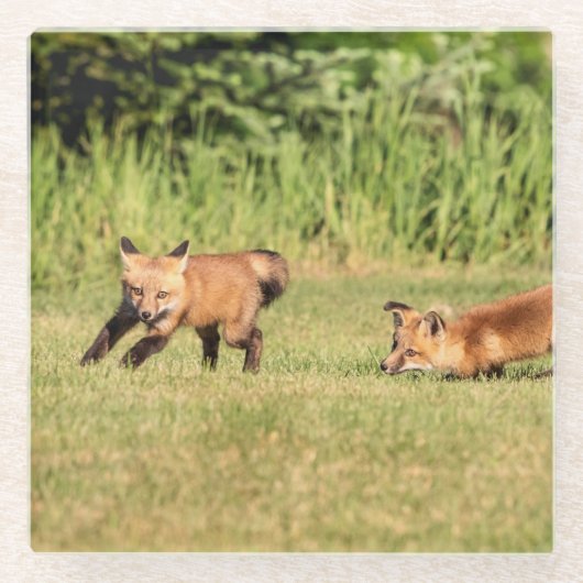 Red Fox Kits Playing Glasuntersetzer (Vorderseite)