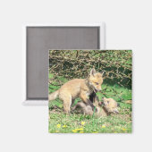 Red Fox Kits Playing Magnet (Vorderseite/Rückseite)
