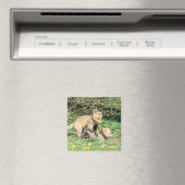 Red Fox Kits Playing Magnet (In Situ (Geschirrspüler))