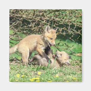 Red Fox Kits Playing Magnet