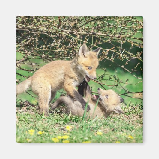Red Fox Kits Playing Magnet (Vorne)