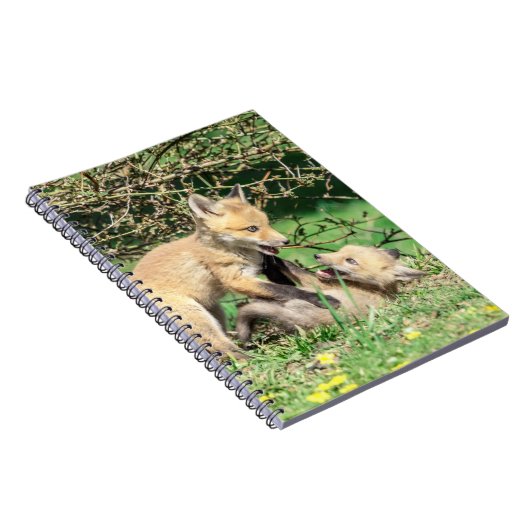 Red Fox Kits Playing Notizblock (Rechte Seite)