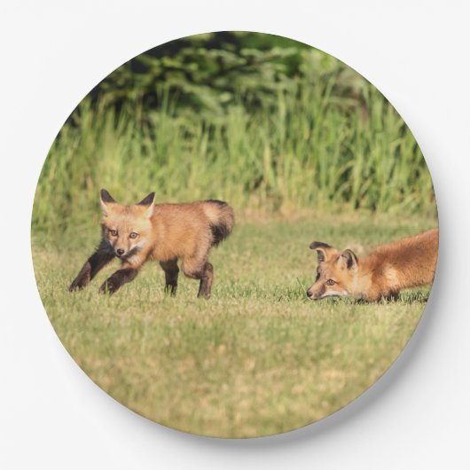 Red Fox Kits Playing Pappteller (Vorderseite)