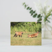 Red Fox Kits Playing Postkarte (Stehend Vorderseite)