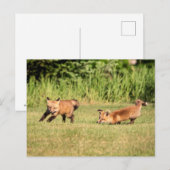 Red Fox Kits Playing Postkarte (Vorne/Hinten)