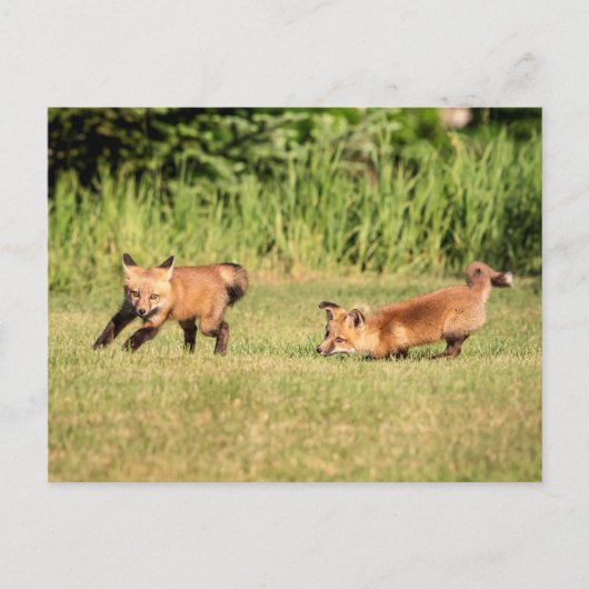 Red Fox Kits Playing Postkarte (Vorderseite)