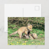 Red Fox Kits Playing Postkarte (Vorne/Hinten)