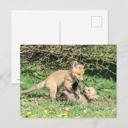 Red Fox Kits Playing Postkarte (Vorne/Hinten)