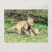 Red Fox Kits Playing Postkarte (Vorderseite)