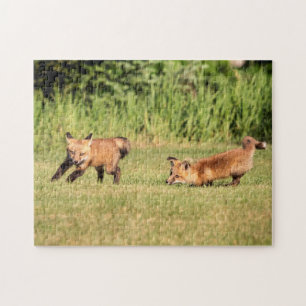 Red Fox Kits Playing Puzzle