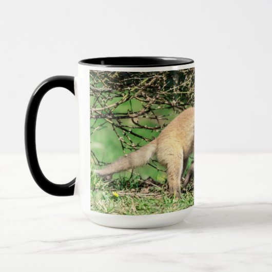 Red Fox Kits Playing Tasse (Links)