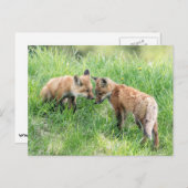 Red Fox Kits Postkarte (Vorne/Hinten)
