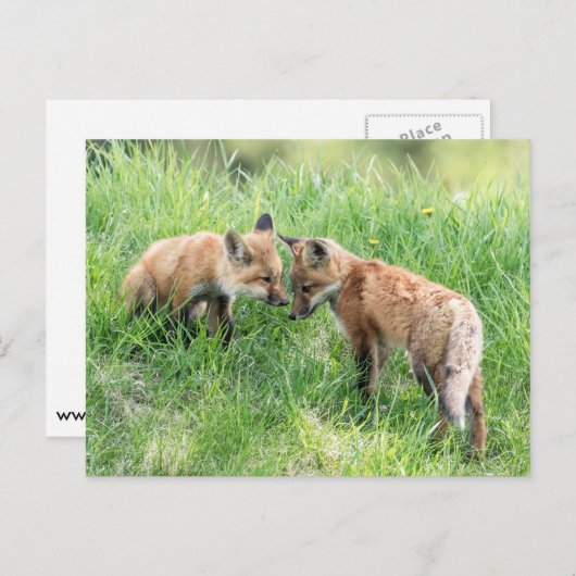Red Fox Kits Postkarte (Vorne/Hinten)