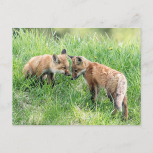 Red Fox Kits Postkarte
