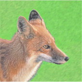 Red Fox Malerei - Original Wildlife Art Aufkleber (Vorderseite)