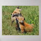 Red Fox Mama und Kit Poster (Vorne)