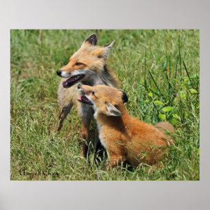 Red Fox Mama und Kit Poster