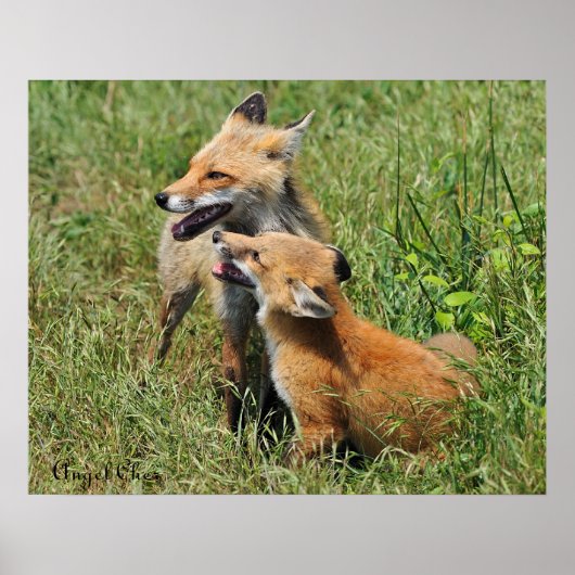 Red Fox Mama und Kit Poster (Vorne)