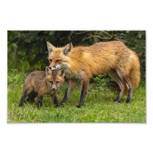 Red Fox Mama und Youngster Fotodruck (Vorne)