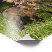 Red Fox Mama und Youngster Fotodruck (Ecke)