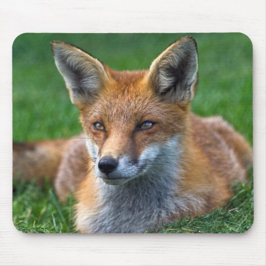 Red Fox Mousemat Mousepad (Vorne)