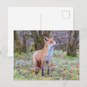 Red Fox nach oben Postkarte (Vorne/Hinten)