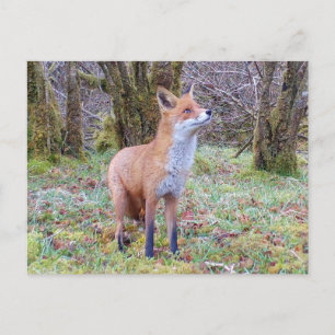 Red Fox nach oben Postkarte