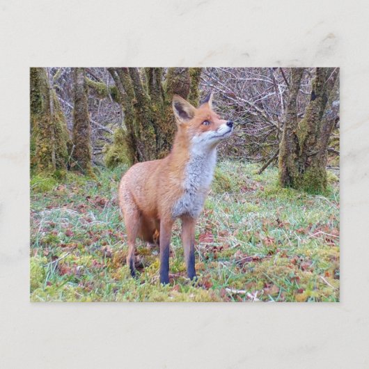 Red Fox nach oben Postkarte (Vorderseite)