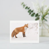 Red Fox Nature Wildlife Foto Postkarte (Stehend Vorderseite)