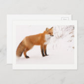 Red Fox Nature Wildlife Foto Postkarte (Vorne/Hinten)