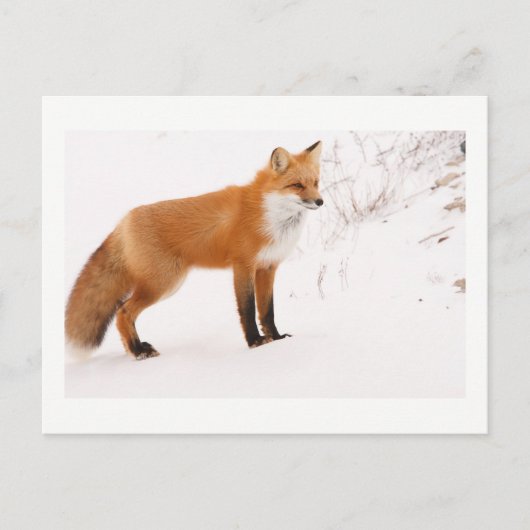 Red Fox Nature Wildlife Foto Postkarte (Vorderseite)