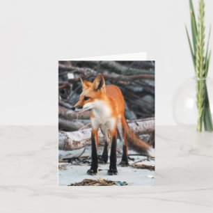 Red Fox Note/Grußkarte unserer Planet-Serie gerett Karte