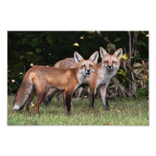 Red Fox Pair Foto Print