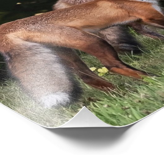 Red Fox Pair Foto Print (Ecke)