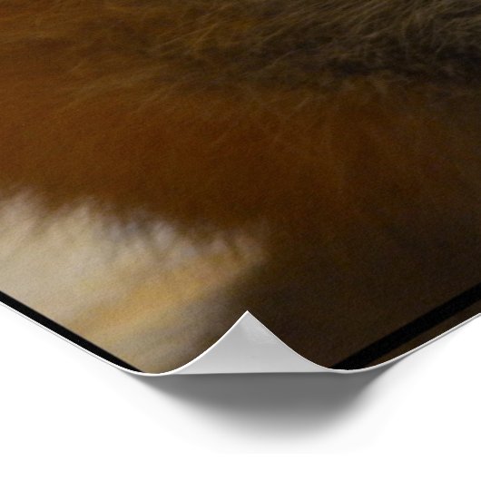 Red Fox Pair Poster (Ecke)