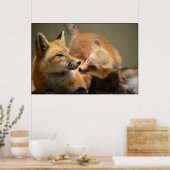 Red Fox Pair Poster (Küche)