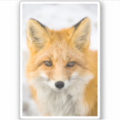 Red Fox Portrait Aufkleber (Vorderseite)